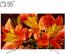 تلویزیون ال ای دی سونی مدل KD 55X8577F سایز 55 اینچ