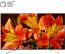 تلویزیون ال ای دی سونی مدل KD 55X8500F سایز 55 اینچ